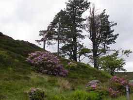 Hillside scene from Skye